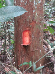 Iryanthera paraensis