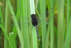 Erythemis attala