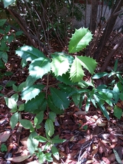 Ilex opaca