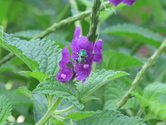 Stachytarpheta frantzii