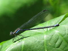 Argia medullaris