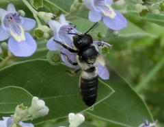 Megachile disjunctiformis