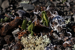 Botrychium neolunaria