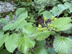Viburnum bracteatum