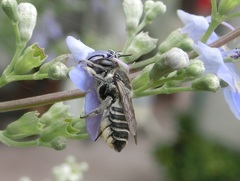 Megachile