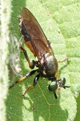 Lampria rubriventris