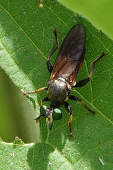 Lampria rubriventris