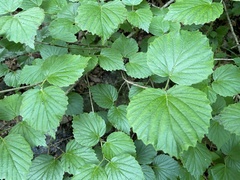 Viburnum bracteatum