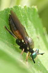 Lampria rubriventris