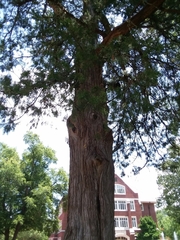 Cupressaceae