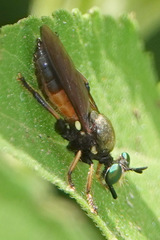 Lampria rubriventris