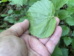 Viburnum bracteatum