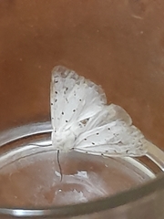 Spilosoma lubricipeda