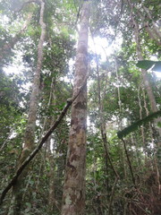 Bocageopsis multiflora