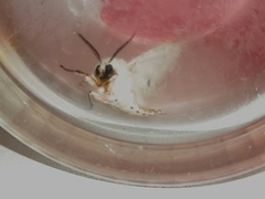 Spilosoma lubricipeda
