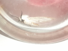 Spilosoma lubricipeda