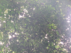 Bocageopsis multiflora