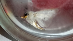 Spilosoma lubricipeda