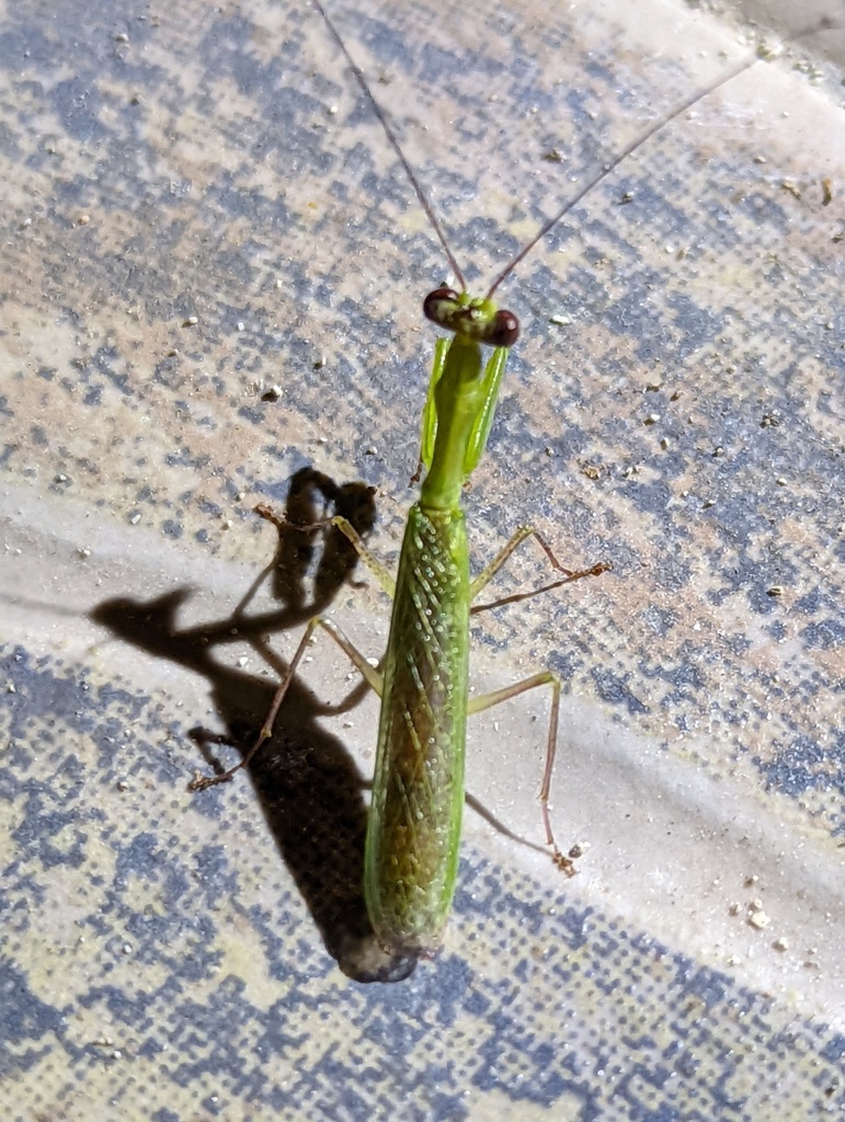 Acromantis palauana