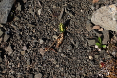 Botrychium neolunaria