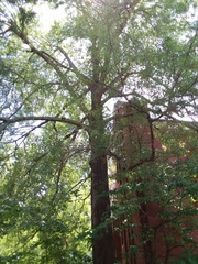Quercus phellos