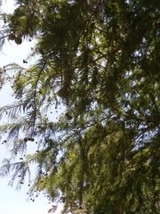 Taxodium distichum