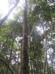 Tachigali paniculata