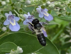 Megachile disjunctiformis