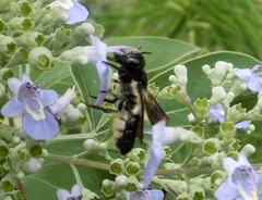 Megachile disjunctiformis