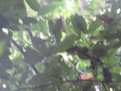 Tachigali paniculata