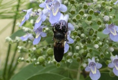 Megachile disjunctiformis
