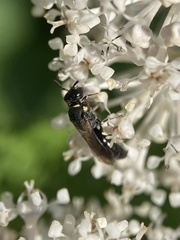 Hylaeus modestus