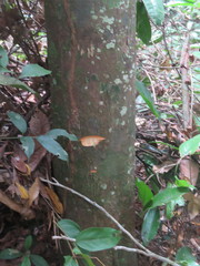 Tachigali paniculata