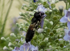 Megachile disjunctiformis