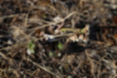 Botrychium neolunaria