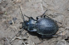 Carabus lusitanicus antiquus