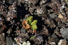 Botrychium neolunaria