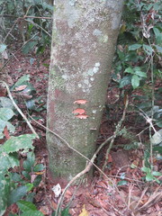 Brosimum guianense