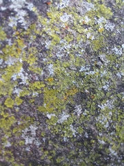 Fungi
