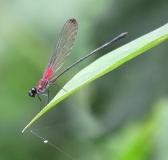 Hetaerina fuscoguttata