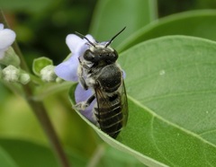 Megachile