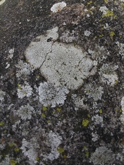 Fungi