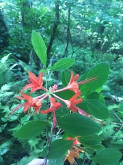 Rhododendron cumberlandense