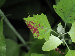 Norvellina chenopodii