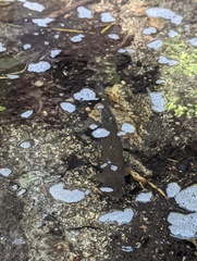 Salmo trutta