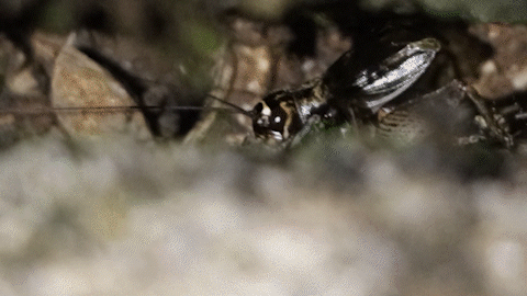 Verge Cricket, Primorsko-Goranska, HR, photo 6 of 10
