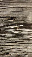 Gillmeria pallidactyla