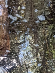 Salmo trutta