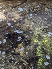 Salmo trutta