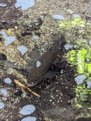 Salmo trutta